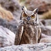 Lesser Horned Owl - Photo (c) diego_zeverini, some rights reserved (CC BY-NC-SA), uploaded by diego_zeverini