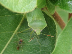 Aridelus rufotestaceus