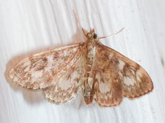 Anania coronata