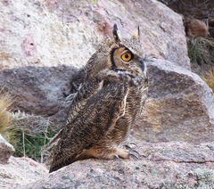 Bubo virginianus magellanicus