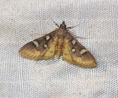 Cotachena pubescens