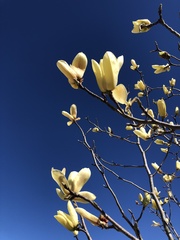 Magnolia