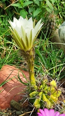 Echinopsis bridgesii
