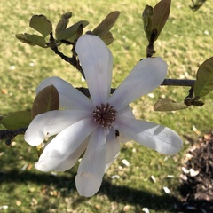 Magnolia