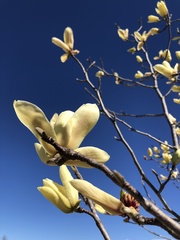 Magnolia