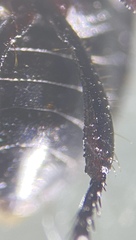 Pangaeus tuberculipes