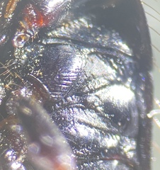 Pangaeus tuberculipes