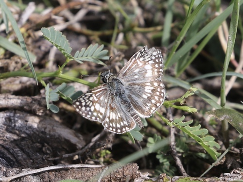 Desert Checkered-Skipper photo 5