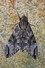 Psilogramma