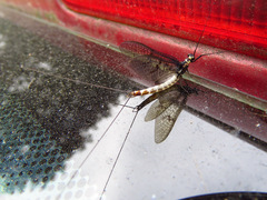 Ephemera danica
