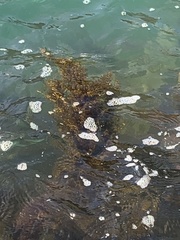 Sargassum horneri