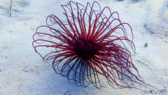 Pachycerianthus solitarius