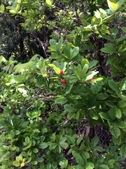 Vaccinium calycinum