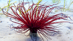 Pachycerianthus solitarius