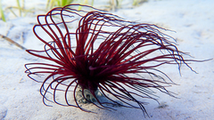 Pachycerianthus solitarius