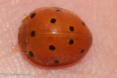 Henosepilachna argus