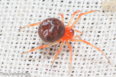 Ruborridion musivum