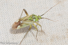 Reuterista instabilis