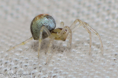 Simitidion