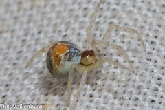 Simitidion