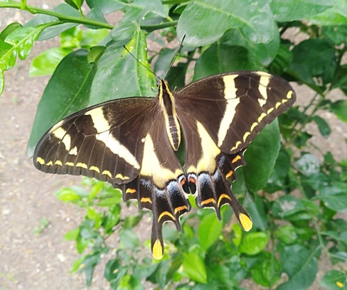 Machaonides swallowtail