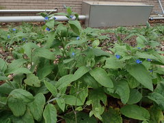 Pentaglottis sempervirens