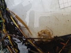 Ambystoma macrodactylum