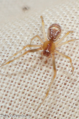Simitidion