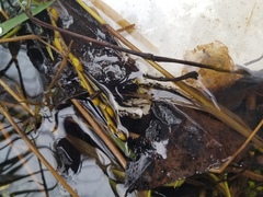 Ambystoma macrodactylum