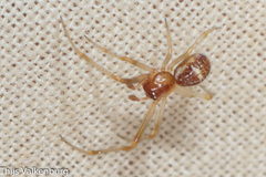 Simitidion