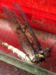 Ephemera danica