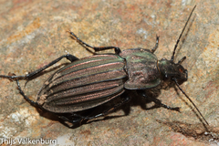 Carabus melancholicus