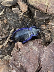 Carabus serratus