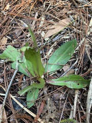 Carphephorus odoratissimus