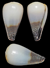 Conus mcbridei