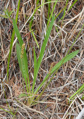 Plantago macrocarpa