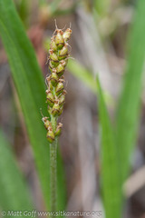 Plantago macrocarpa