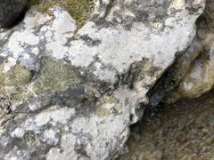 Thelidium pyrenophorum