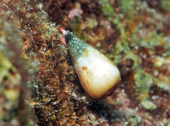 Conus mcbridei