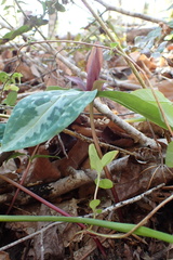 Trillium reliquum
