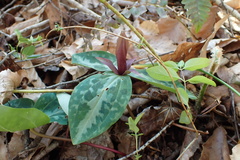 Trillium reliquum
