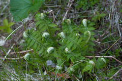 Oreopteris quelpartensis