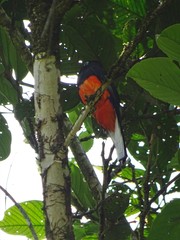 Trogon bairdii