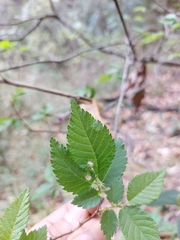 Ulmus serotina