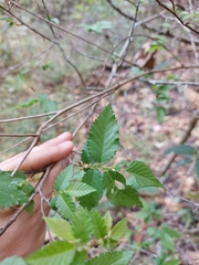 Ulmus serotina