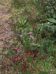 Epilobium denticulatum