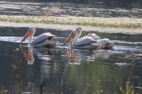American White Pelican photographed in Louisiana