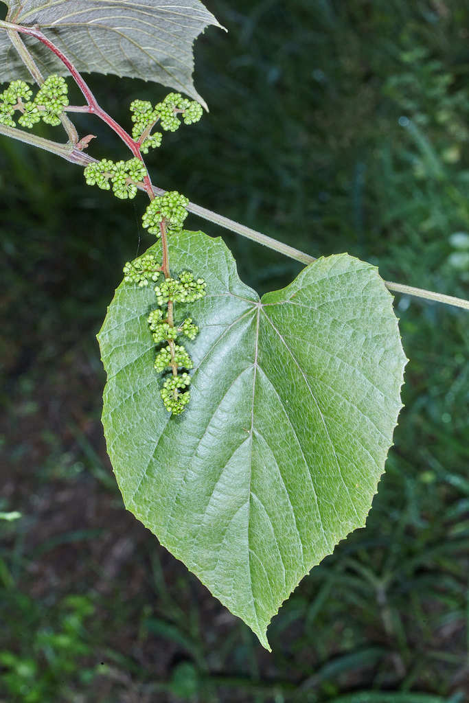 West Indian grape