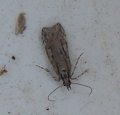 Scoparia indistinctalis