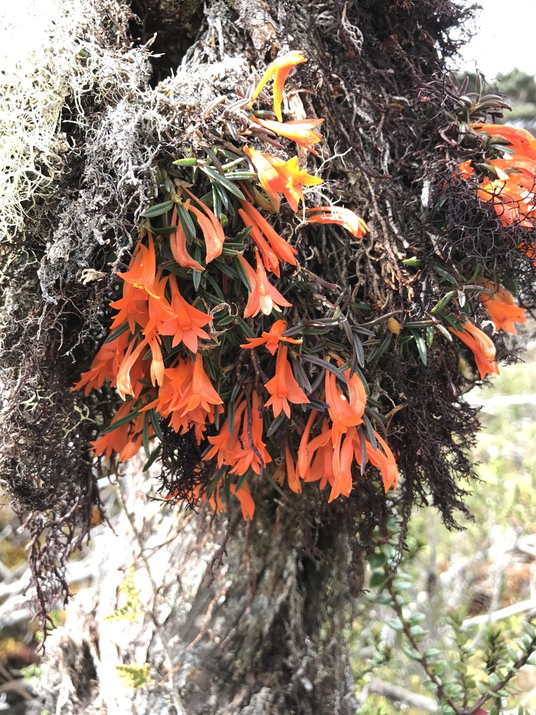 Dendrobium dekockii